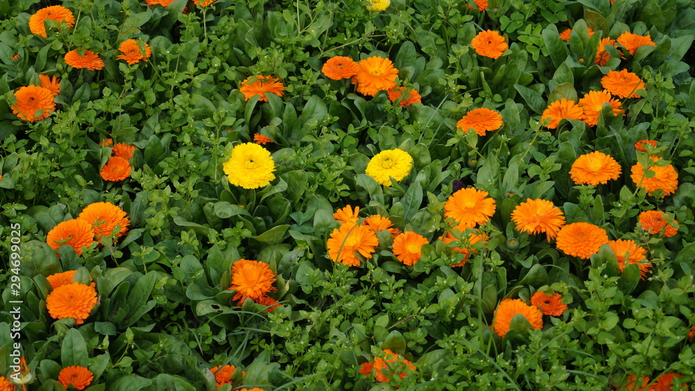 Flores de Primavera