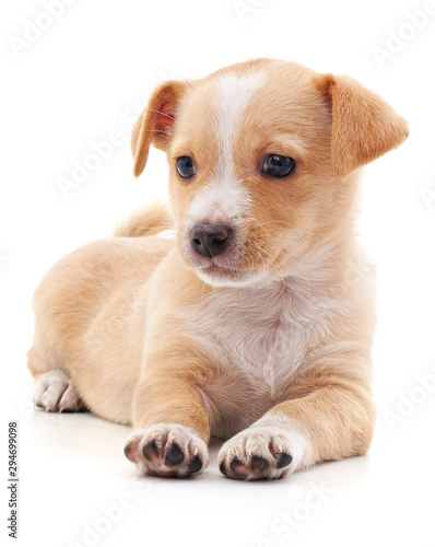 Fototapeta Naklejka Na Ścianę i Meble -  Brown beautiful puppy.