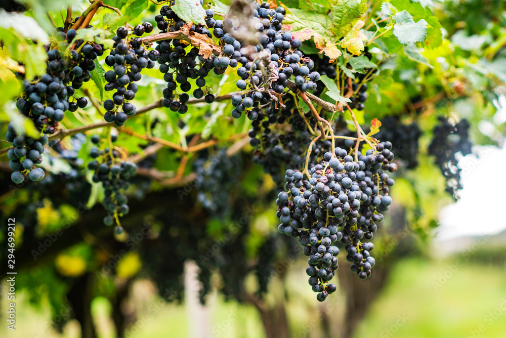 Ripe grapes on a vineyard in Italy.