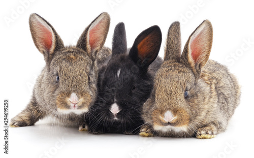 Three little rabbits.