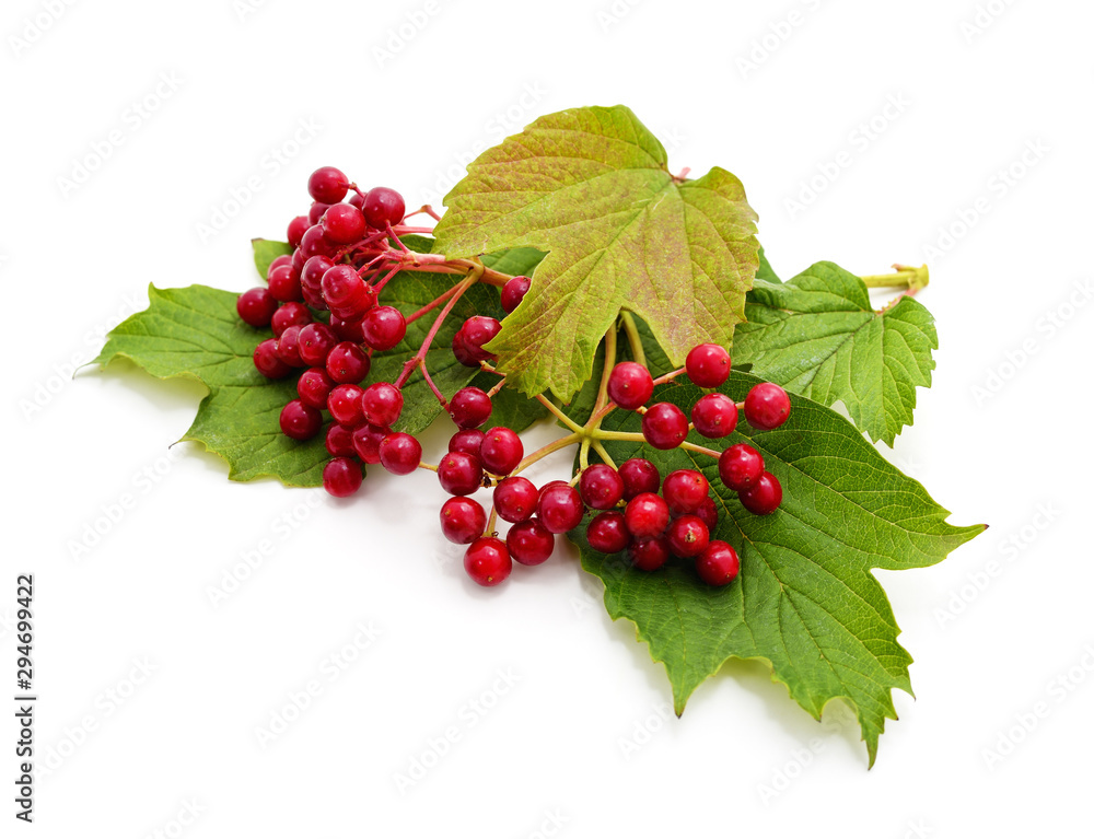 Red berries of viburnum with green leaf. Red berries of viburnum with green leaf.