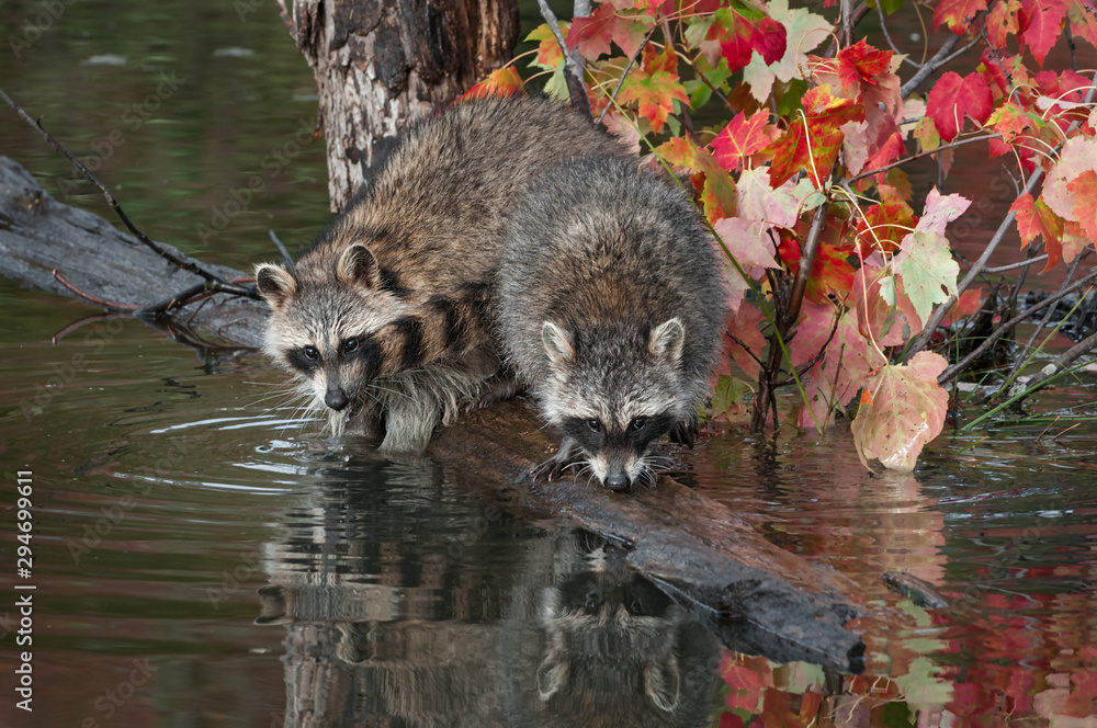 Pair of Raccoons (Procyon lotor) Noses Down on Logs in Pond Autumn Pair of Raccoons (Procyon lotor) Noses Down on Logs in Pond Autumn