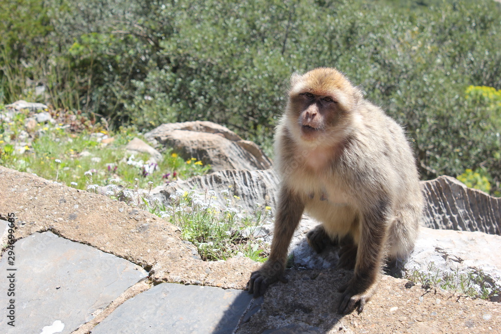 Obraz premium singe gouraya