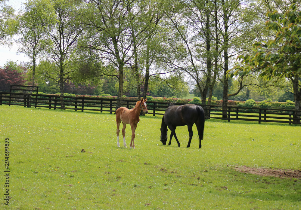 A mare and a foal graze in the field.