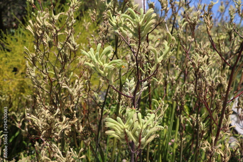 Anigozanthos flowers, Western Australia