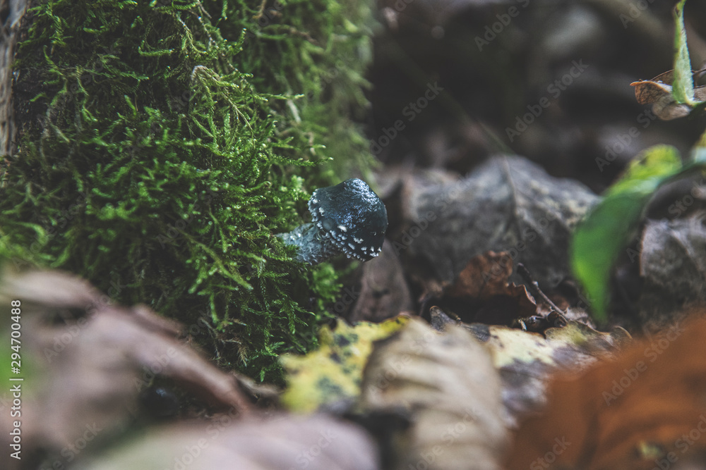 Obraz premium mushroom in the forest