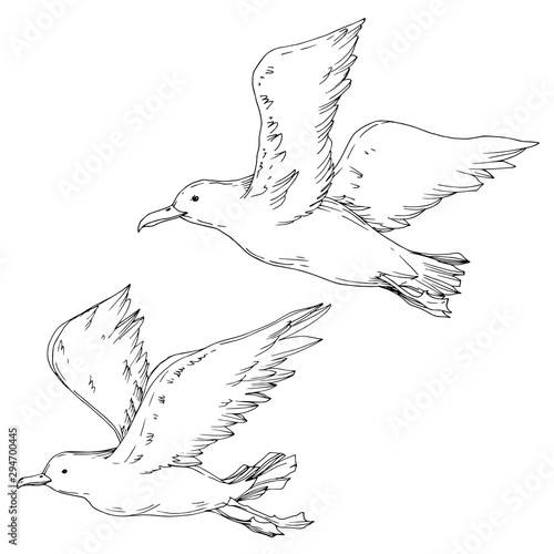Vector Sky bird seagull isolated. Black and white engraved ink art. Isolated seagull illustration element.