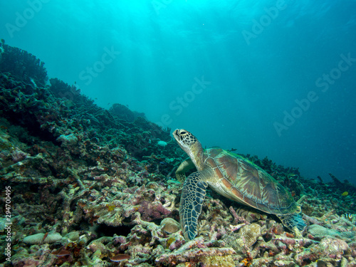 A green sea turtle rests on the the coral reef under beams of sunlight from the surface