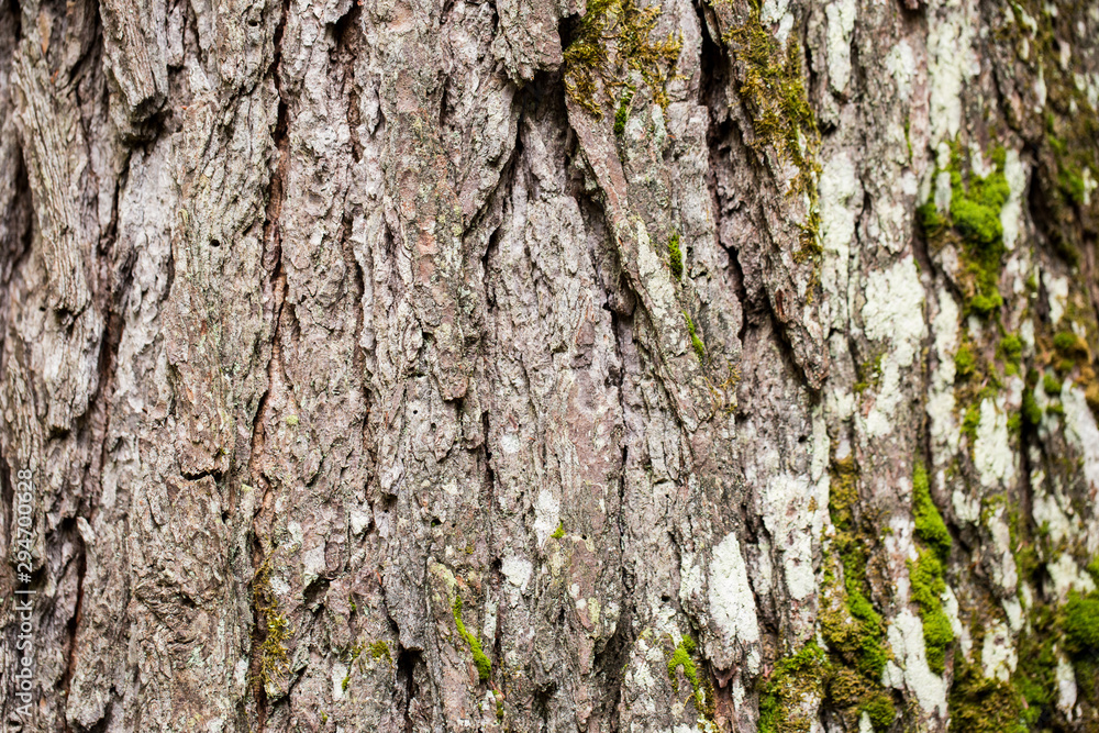 Moss and Bark Moss and Bark