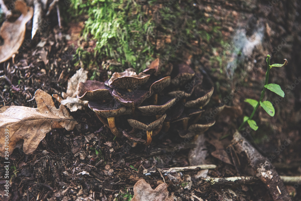 mushroom in the forest mushroom in the forest