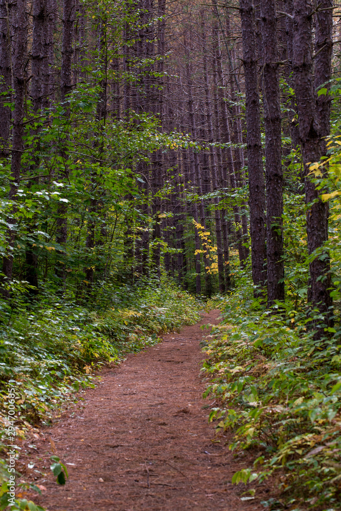 Obraz premium path in the forest