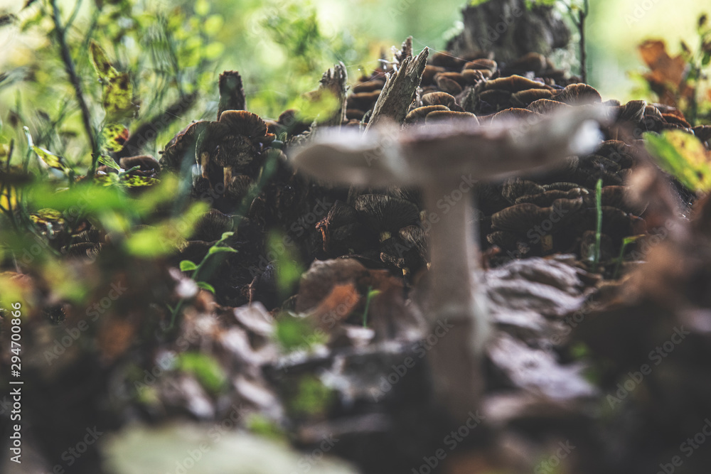 Obraz premium mushrooms in forest
