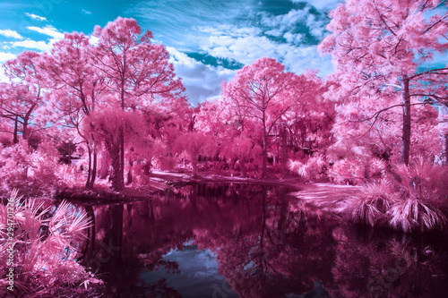 Black water lake and pink trees photo
