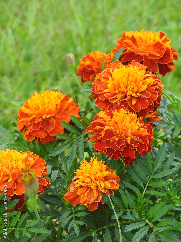 marigolds in the garden marigolds in the garden