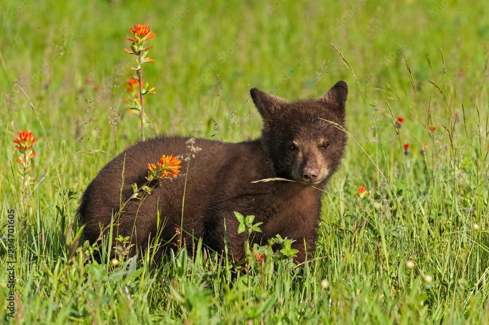 Fototapeta premium Black Bear Cub (Ursus americanus) Looks Out From Grass with Prairie Fire Flowers Summer