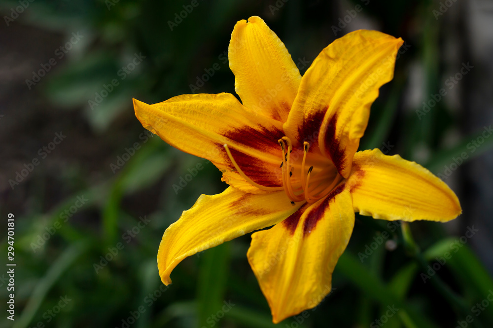 Colorful flowers in the garden on the flowerbed. Colorful flowers in the garden on the flowerbed.