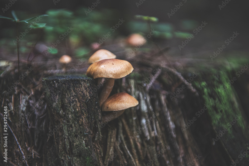 Fototapeta premium mushroom in the forest