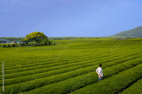 Man walking in green tea fields and mountain in Jeju Island, South Korea. Person, tourist.