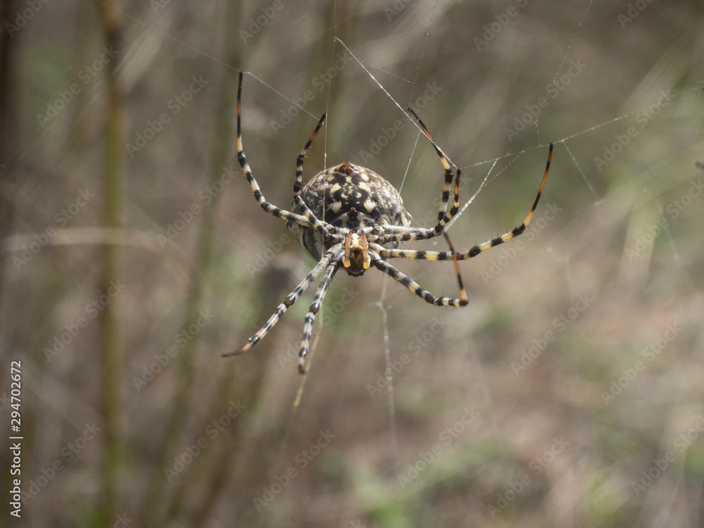 Araña Araña
