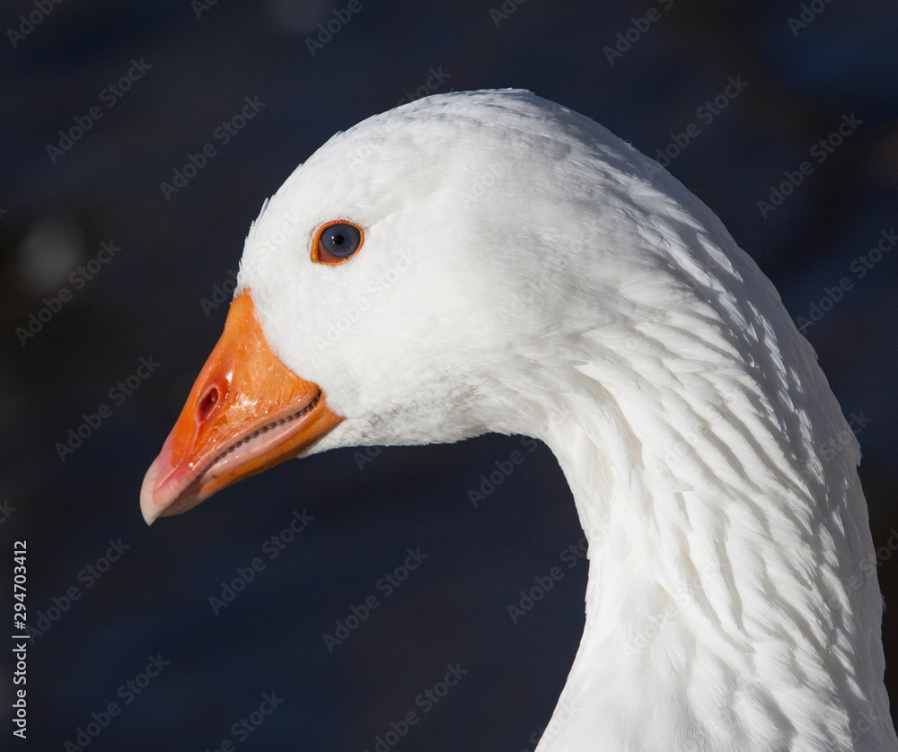 Close-up white domestic geese floating in a pond. Close-up white domestic geese floating in a pond.