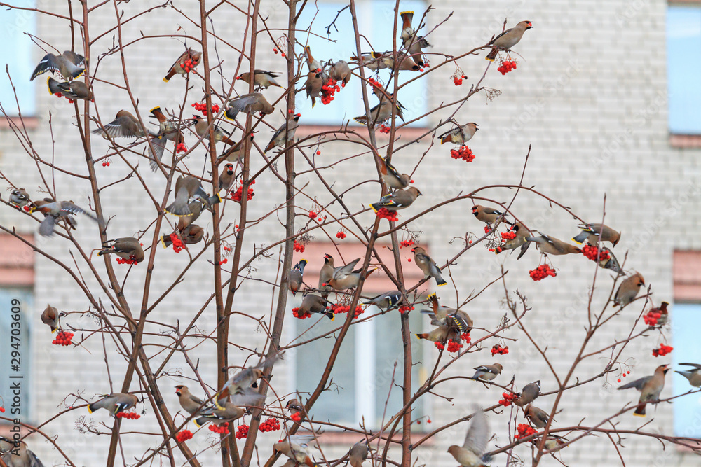 Northern birds in the courtyard eat mountain ash Northern birds in the courtyard eat mountain ash