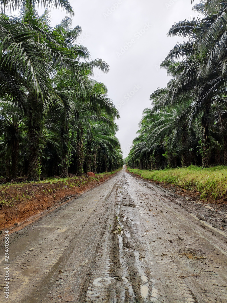 Oil palm plantation Oil palm plantation