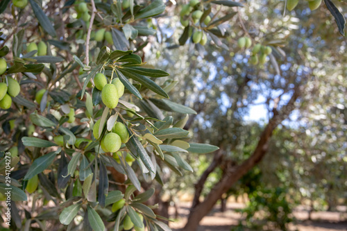 Green fresh olive tree in garden