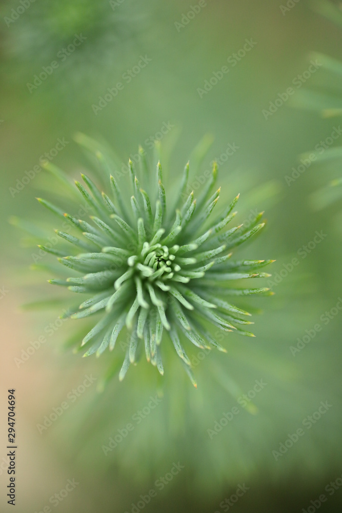 detail of young pine tree tip detail of young pine tree tip