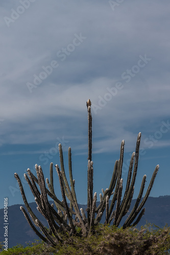 Cactus tipicos de desierto de venezuela con ave 