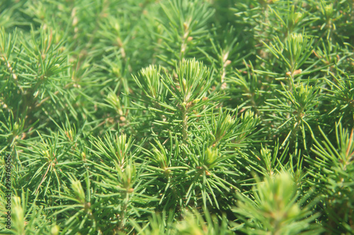 Young green spruce sprouts close-up. Nature background