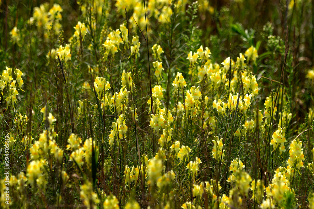 Fototapeta premium Small, colorful flowers in the grass.