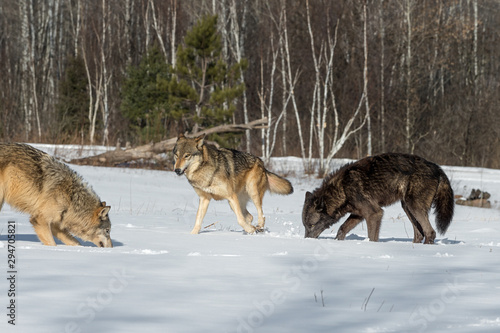 Grey Wolves (Canis lupus) Meet in Snowy Field Winter © hkuchera