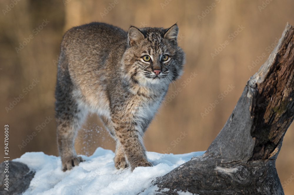 Bobcat (Lynx rufus) Stands Next to Log Spur Winter Bobcat (Lynx rufus) Stands Next to Log Spur Winter