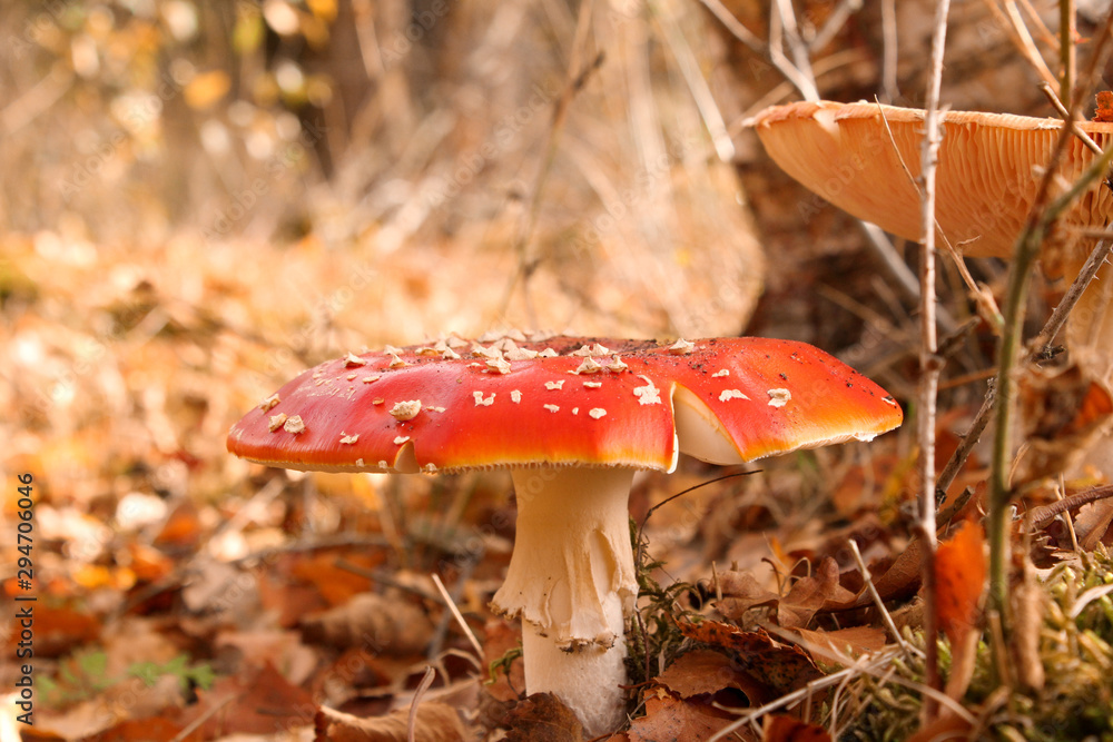 a beautiful red fly agaric mushroom closeup in the forest in autumn a beautiful red fly agaric mushroom closeup in the forest in autumn