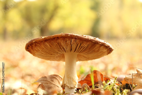 a beautiful mushroom with the cap seen from low position in the forest and a soft background