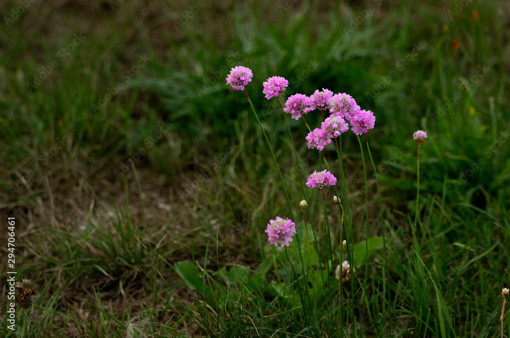 Small, colorful flowers in the grass. Small, colorful flowers in the grass.