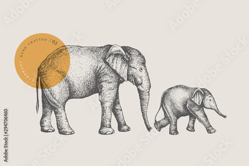 Big African elephant and small baby elephant, drawn by graphic lines on a light background. Animals of Africa and Asia. Natural objects. Old engravings. Vector illustration.