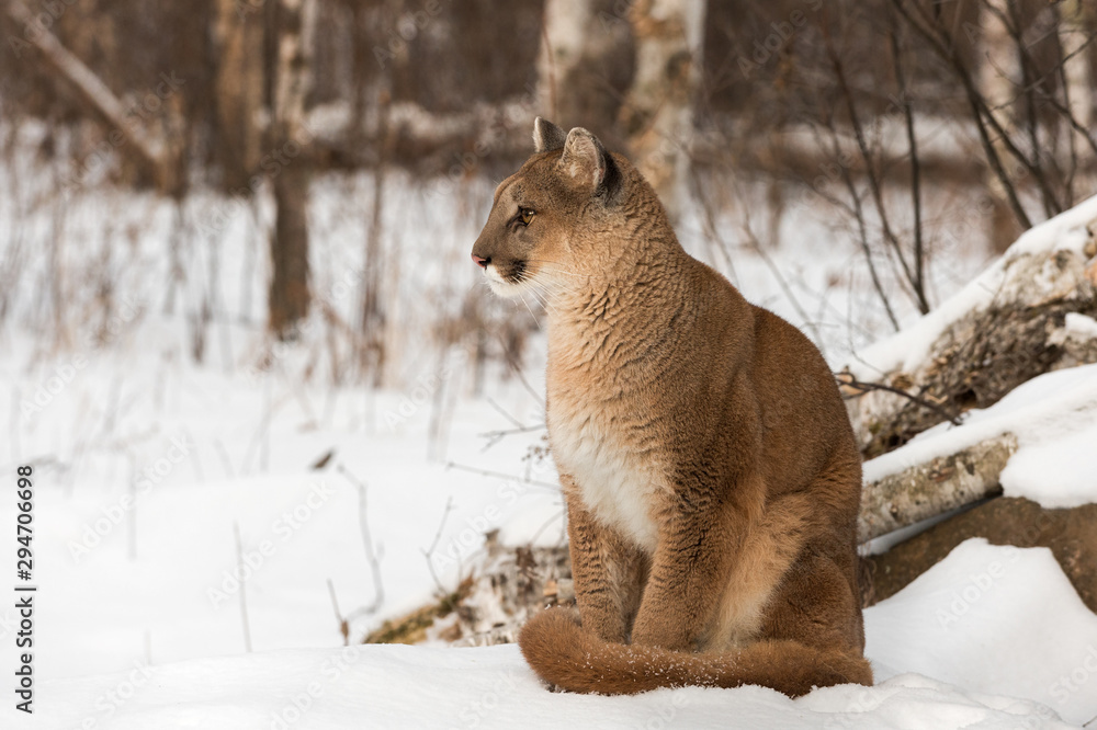 Adult Female Cougar (Puma concolor) Sits Profile in Snow Winter Stock Photo  | Adobe Stock