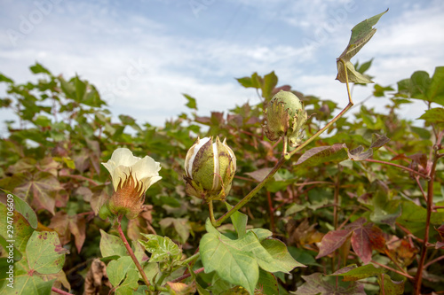 The cotton plant is grown in the field for industrial purposes