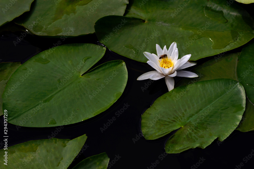Water flower white water lily in the pond. Water flower white water lily in the pond.