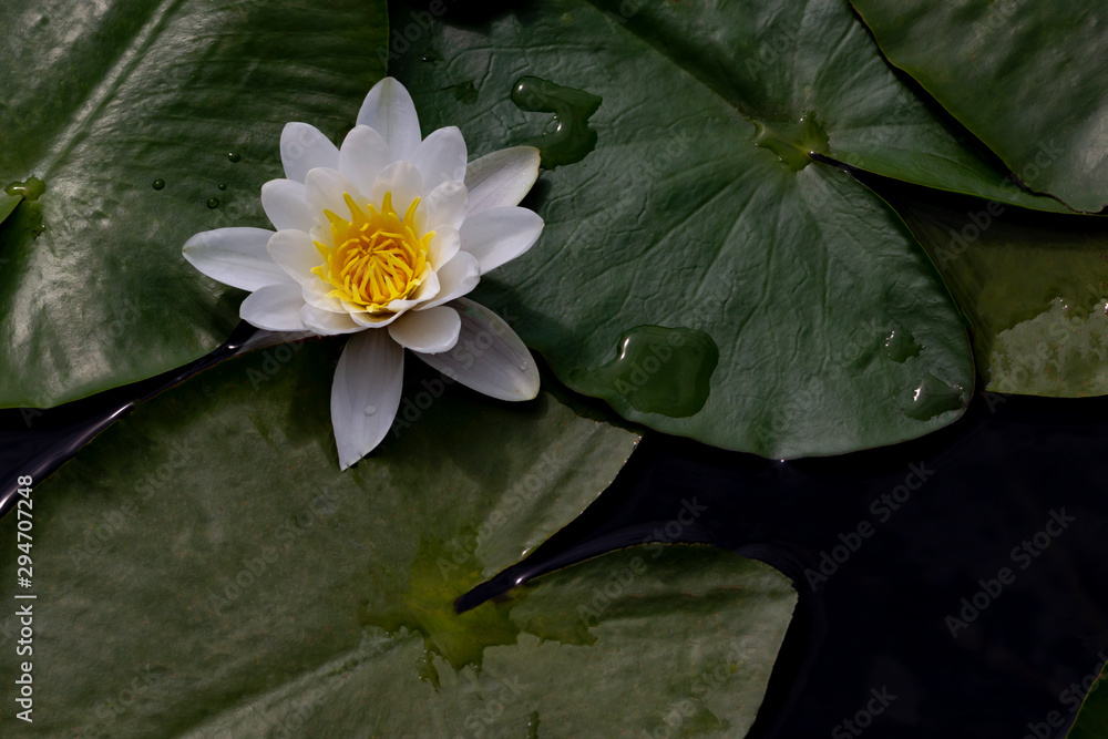 Water flower white water lily in the pond.