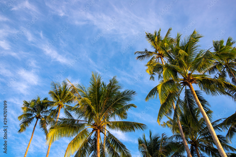 Tropical palm tree branch on blue sky background. Many palm trees in morning banner template. Summer travel destination Tropical palm tree branch on blue sky background. Many palm trees in morning banner template. Summer travel destination