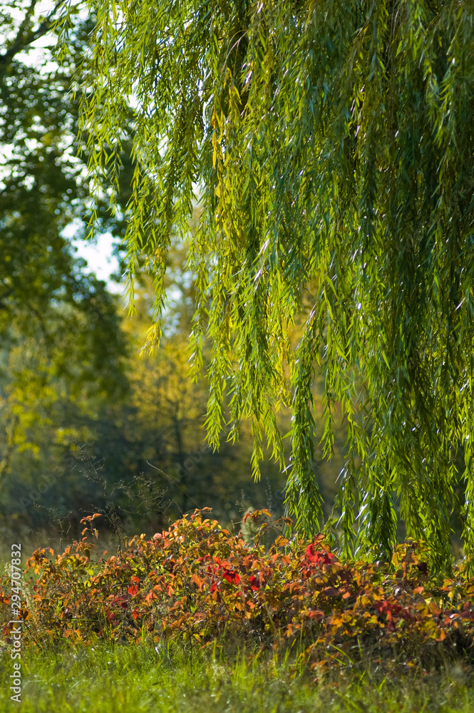 Green willow branches against the background of the autumn landscape. Willow tree in autumn Green willow branches against the background of the autumn landscape. Willow tree in autumn