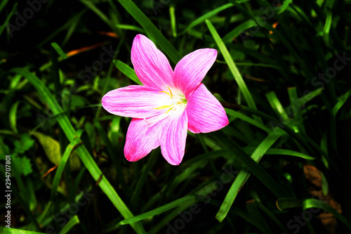Pink Flower