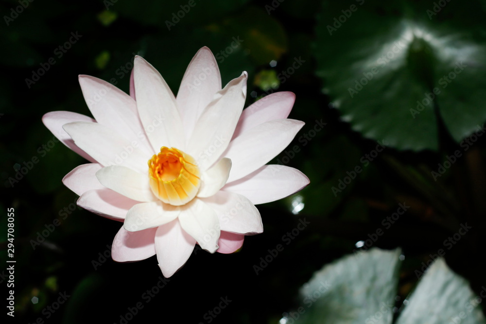 Flower Flower