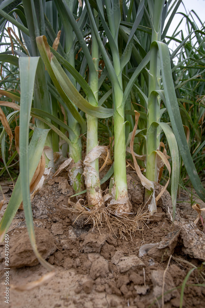 Fresh leek field Fresh leek field