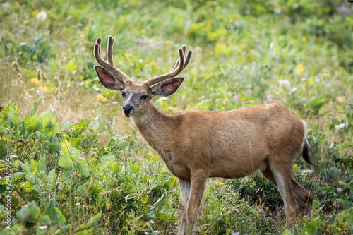 Blacktail Deer in Velvet