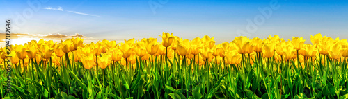 Gelb bl  hende Tulpen auf einem Feld