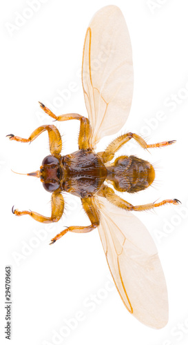 Lipoptena cervi, the deer ked or deer fly, is a species of biting fly in the family of louse flies, Hippoboscidae isolated on white background. Dorsal view of deer ked.