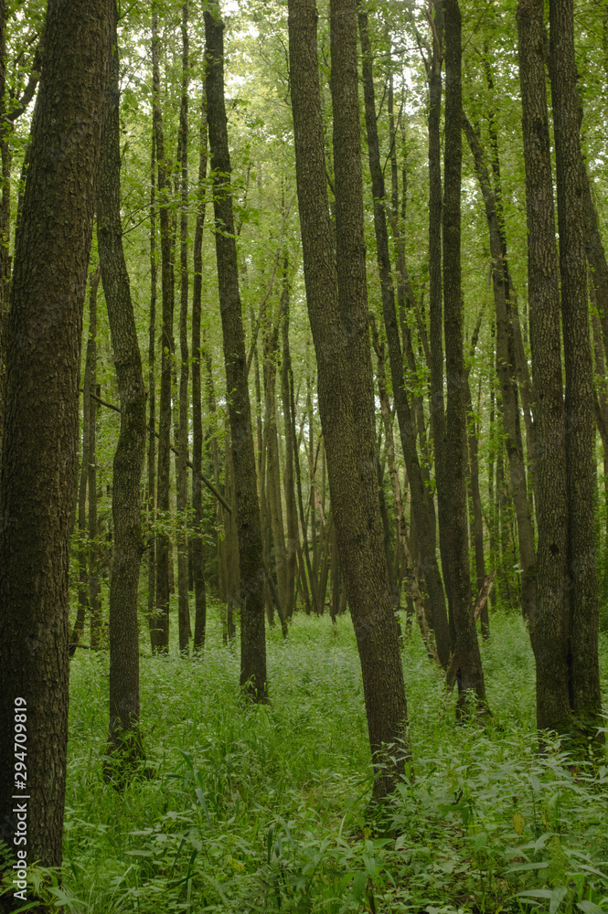 trees in the forest trees in the forest